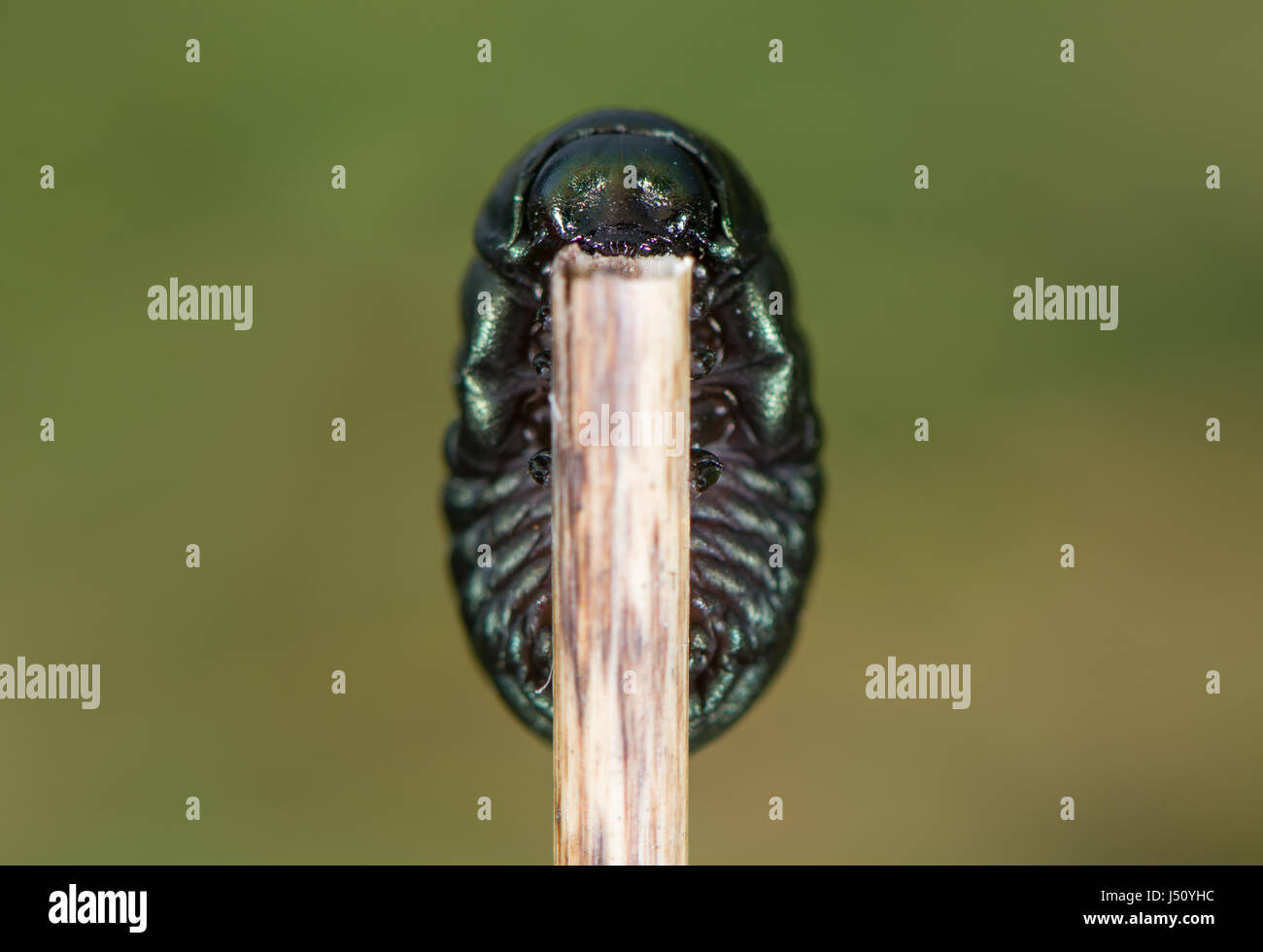 Bloody-nosed beetle (Timarcha tenebricosa) larve. Larve de coléoptère de la famille des Chrysomelidae, trouvés sur l'bedstraws (Galium sp.) Banque D'Images