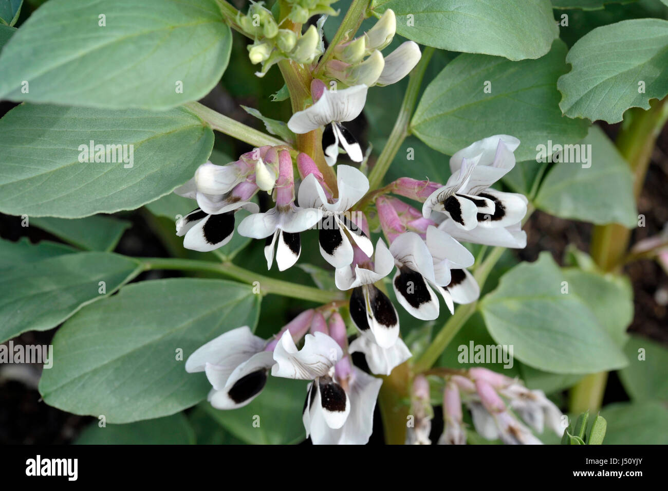 Fève plantes en fleur, variété Witkiem Manita Vicia faba, également connu sous le nom de haricot, Fava, Bell, cheval, Windsor, pigeon et tic bean. Banque D'Images