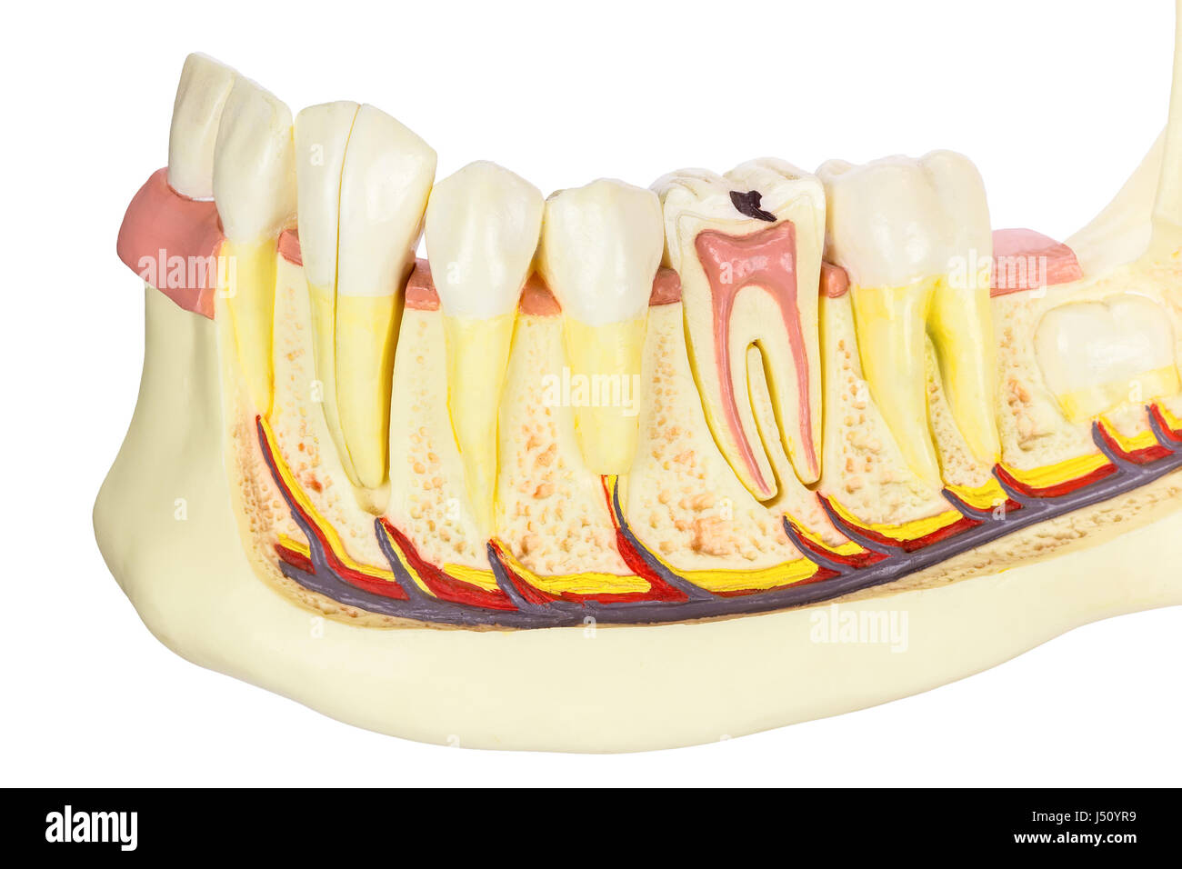 Mâchoire humaine avec dents modèle isolé sur fond blanc Banque D'Images