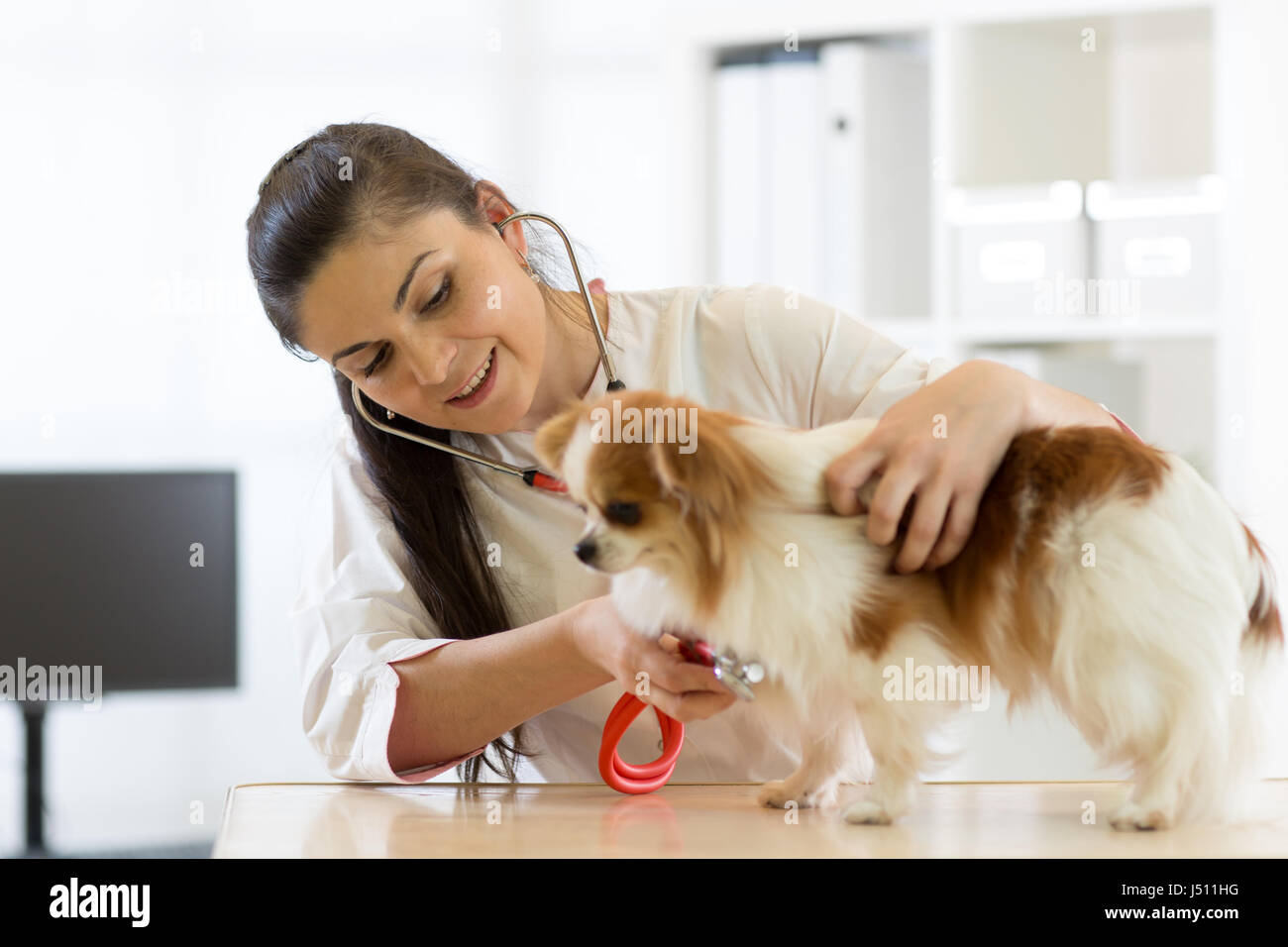 Contrôles vétérinaires la santé d'un chien, qui est sur la table Banque D'Images