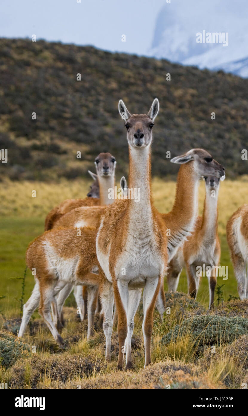 Groupe guanaco dans le parc national Torres del Paine. Chili. Banque D'Images