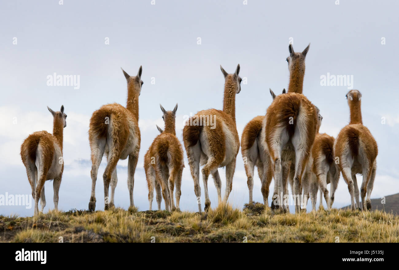Cobourg Groupe dans le parc national Torres del Paine. Le Chili. Une excellente illustration. Banque D'Images