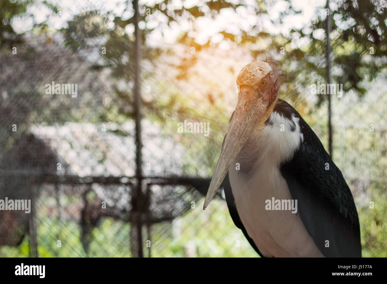Les oiseaux dans la cage du zoo de Thaïlande. Banque D'Images