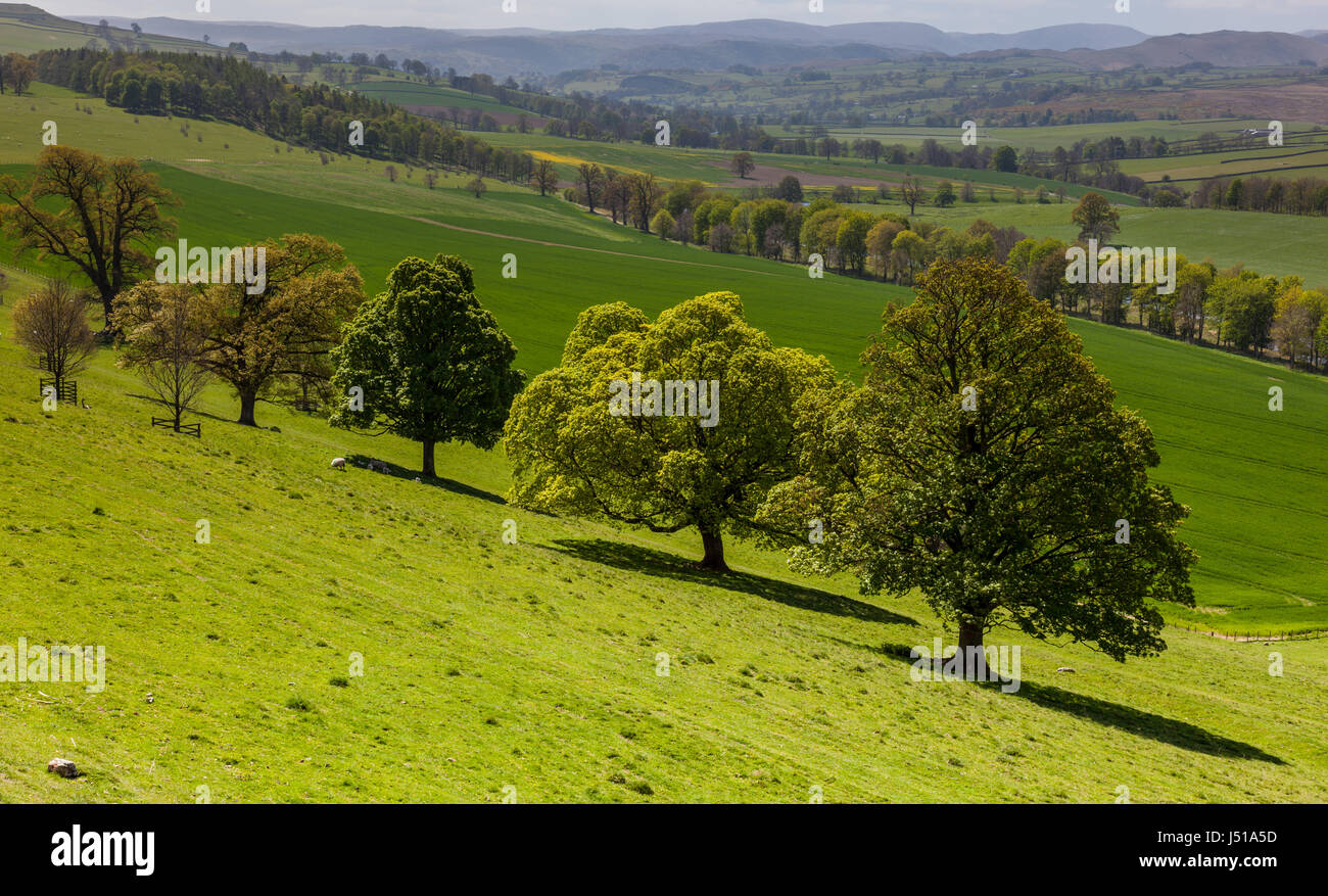 En regardant vers le Lake District à partir de la terrasse du château de Lowther, Lowther, près de Penrith, Cumbria Banque D'Images