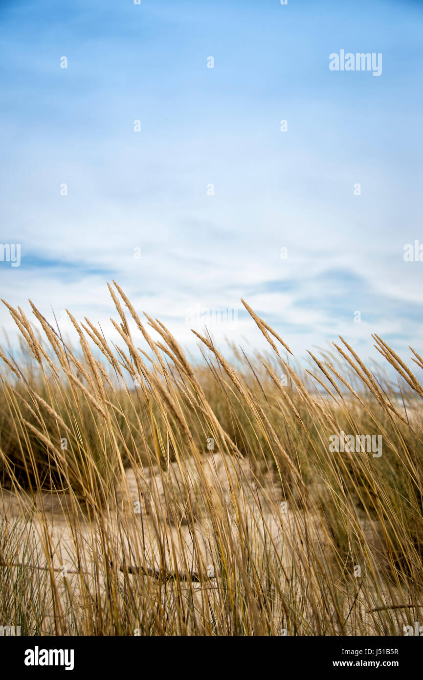 Dunes de sable avec de l'herbe Banque D'Images