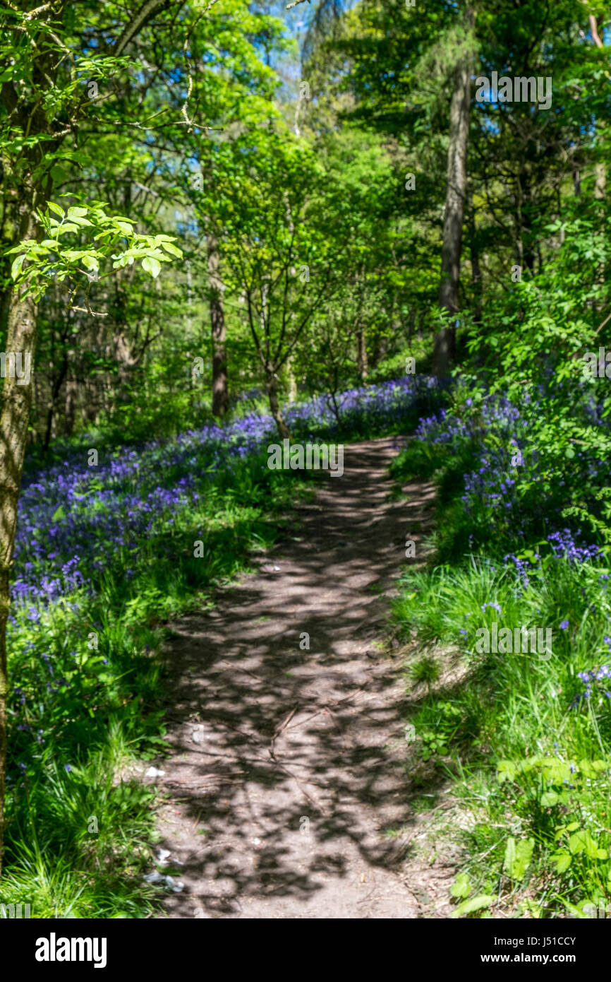 Bluebell woods en pleine floraison à l'ail sauvage Banque D'Images