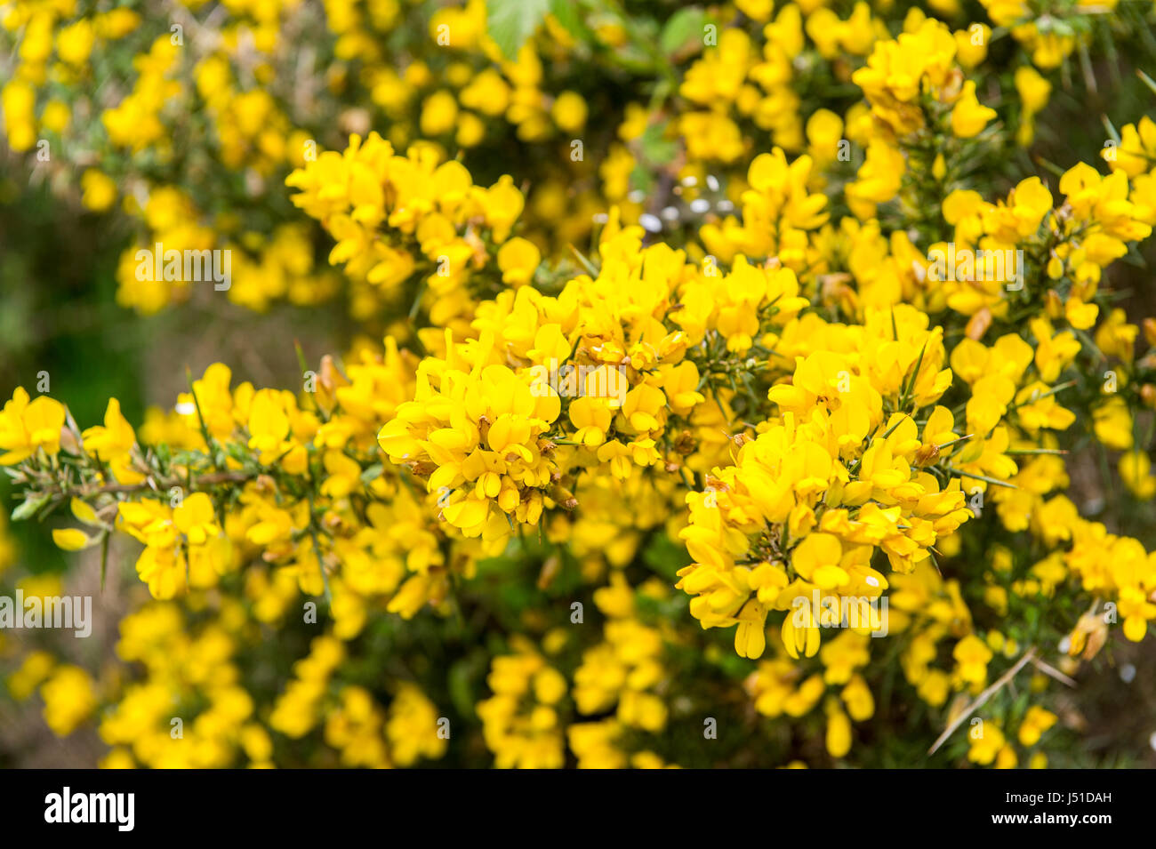 L'ajonc/furze bush floraison, West Cork, Irlande. Banque D'Images