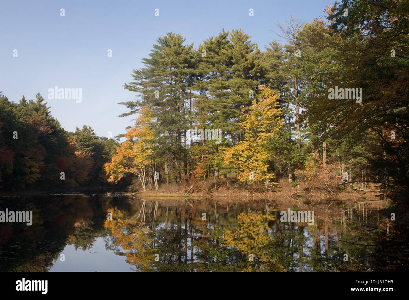 Feuillage d'automne en Harold Parker State Forest Banque D'Images