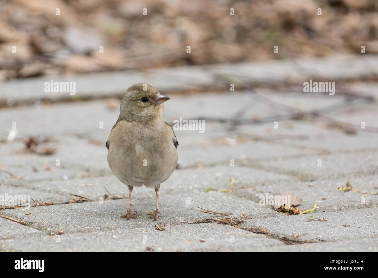 La photo montre une femelle pinson sur une branche Banque D'Images