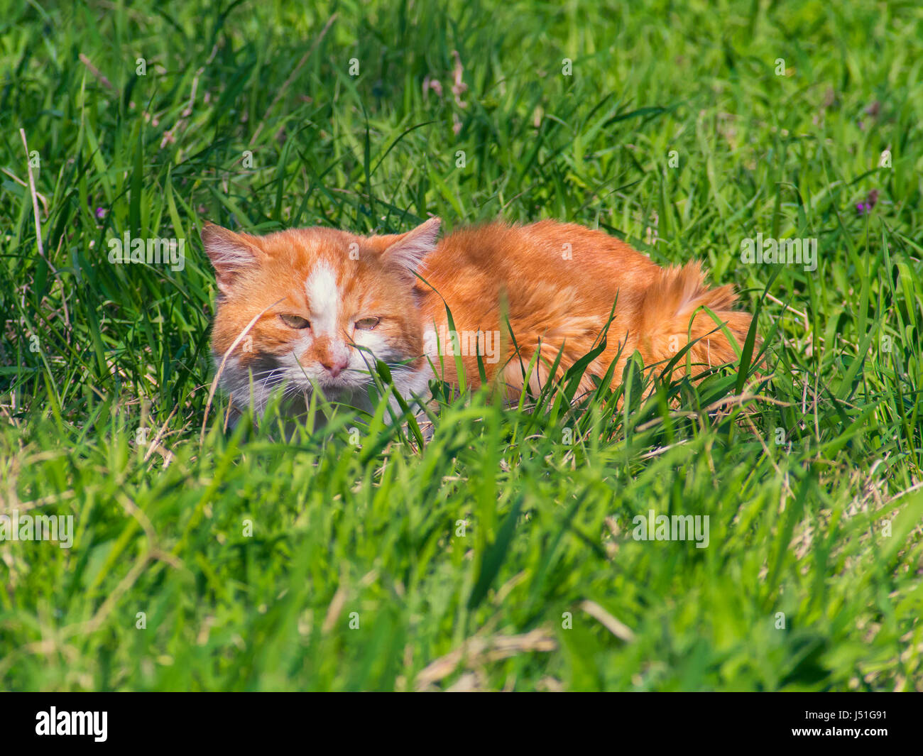 Un Chat Roux Se Cache Dans L Herbe Photo Stock Alamy