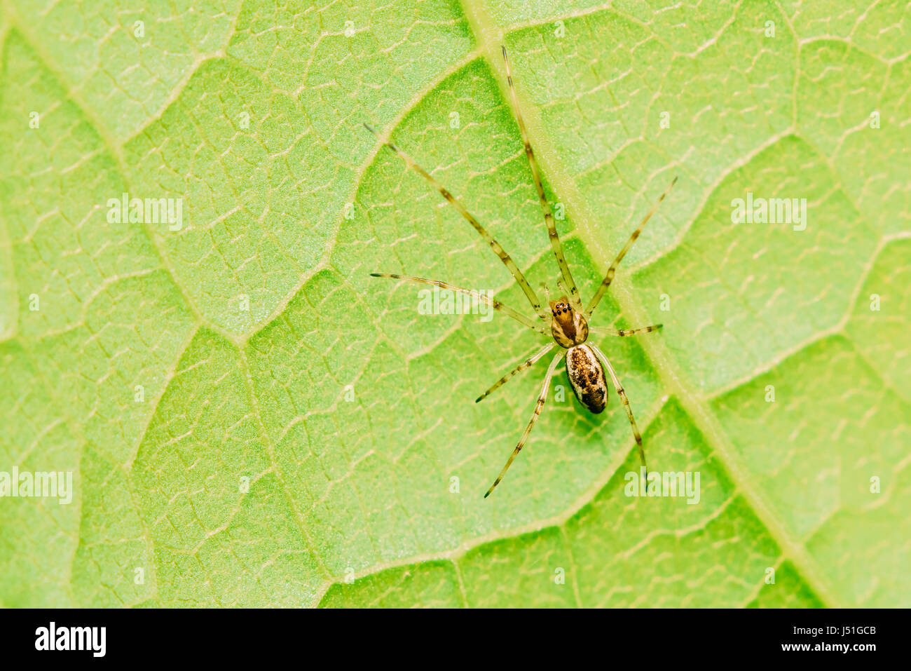 Spider Web pépinière sur feuille verte Banque D'Images