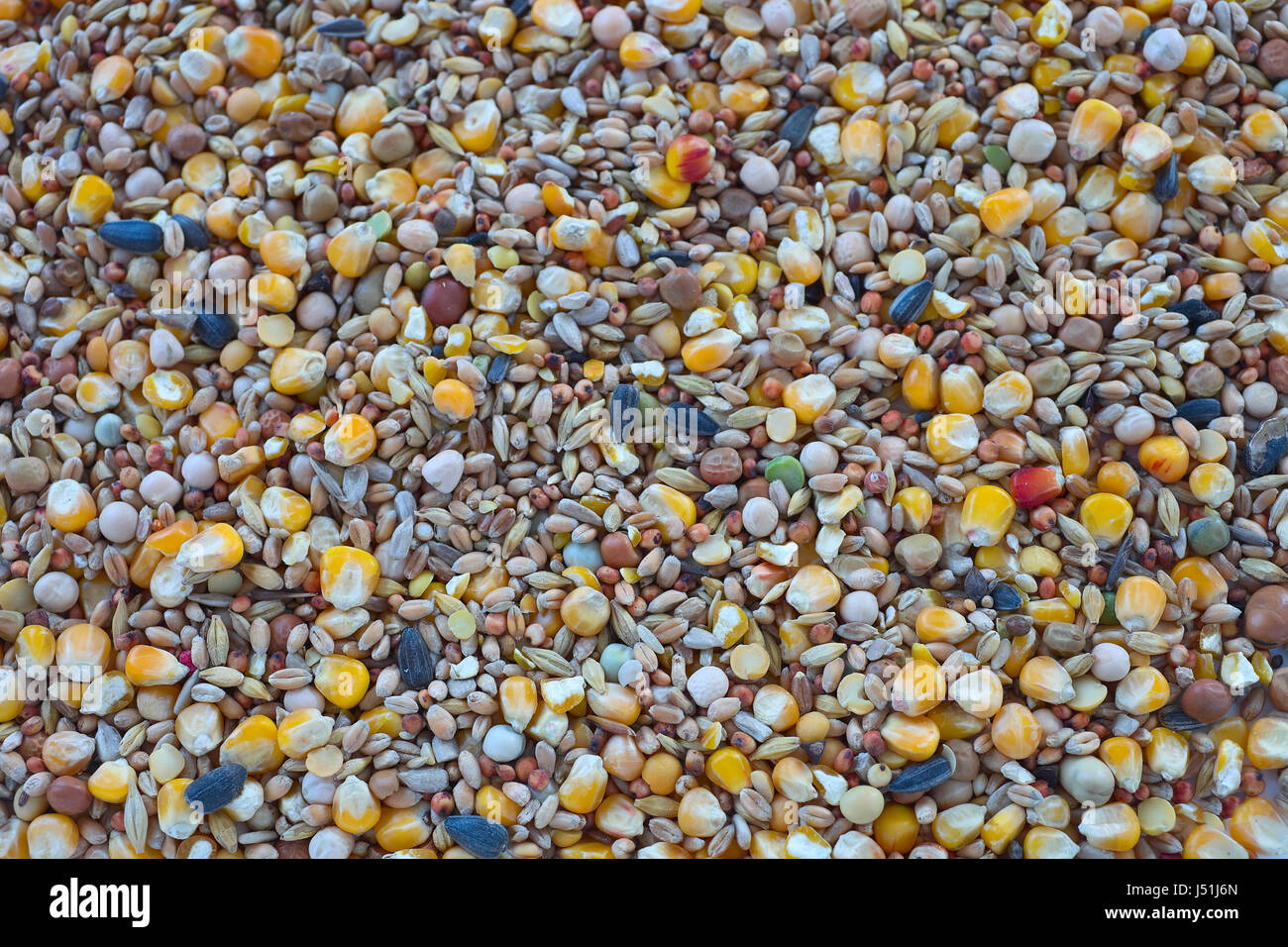L'alimentation des oiseaux une variété de millet, graines de tournesol, maïs concassé et d'autres graines utilisées comme aliments pour oiseaux. Banque D'Images