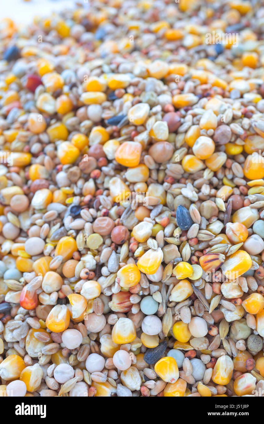 L'alimentation des oiseaux une variété de millet, graines de tournesol, maïs concassé et d'autres graines utilisées comme aliments pour oiseaux. Banque D'Images