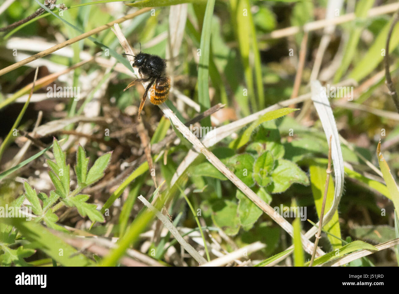Le rouge-queue (abeilles Osmia bicolor) - cette abeille nid dans une coquille d'escargot vide, et camoufle le nid en le couvrant avec tiges de graminées Banque D'Images