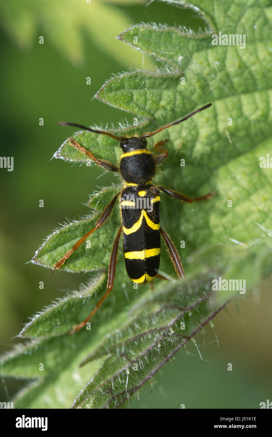 Scarabée de guêpe (Clytus arietis), un scarabée de longhorn imitant la guêpe, Royaume-Uni Banque D'Images