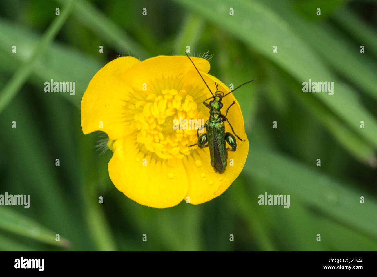 Gonflement-thighed beetle (Oedemera nobilis) sur buttercup Banque D'Images