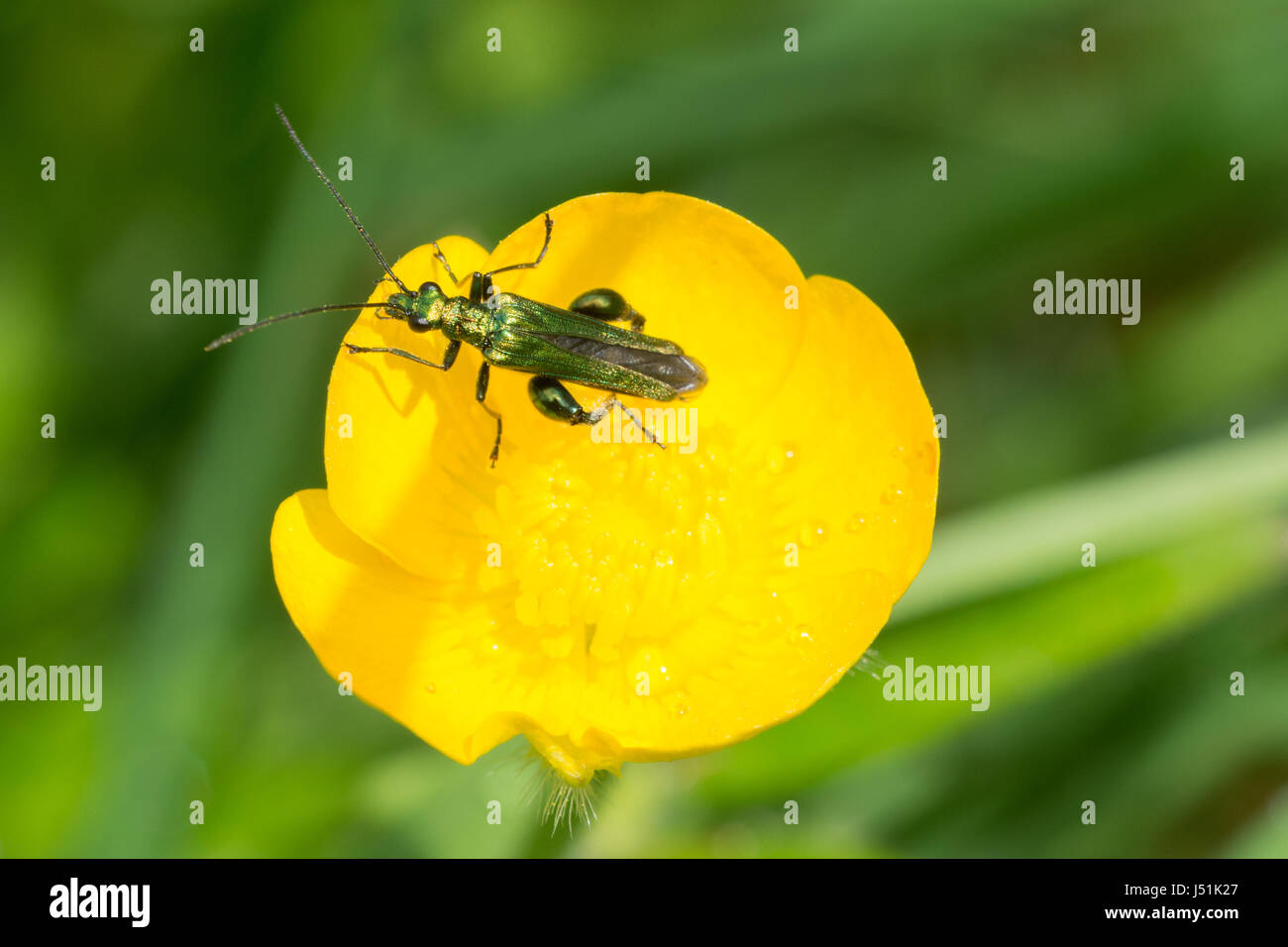 Gonflement-thighed beetle (Oedemera nobilis) sur buttercup Banque D'Images