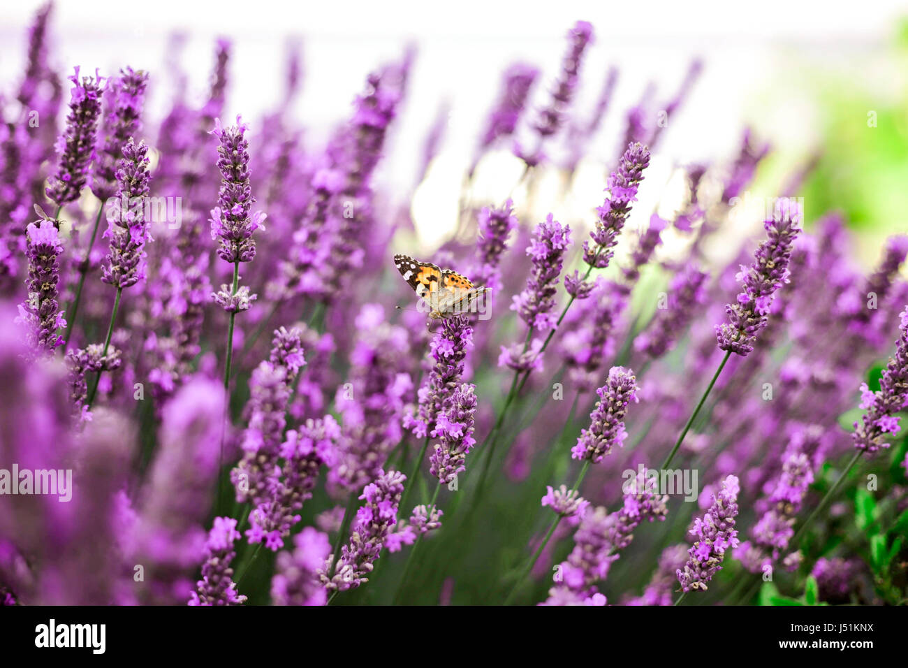 Un papillon assis sur une fleur de lavande au champ de lavande, l'heure d'été, en Crimée. Banque D'Images