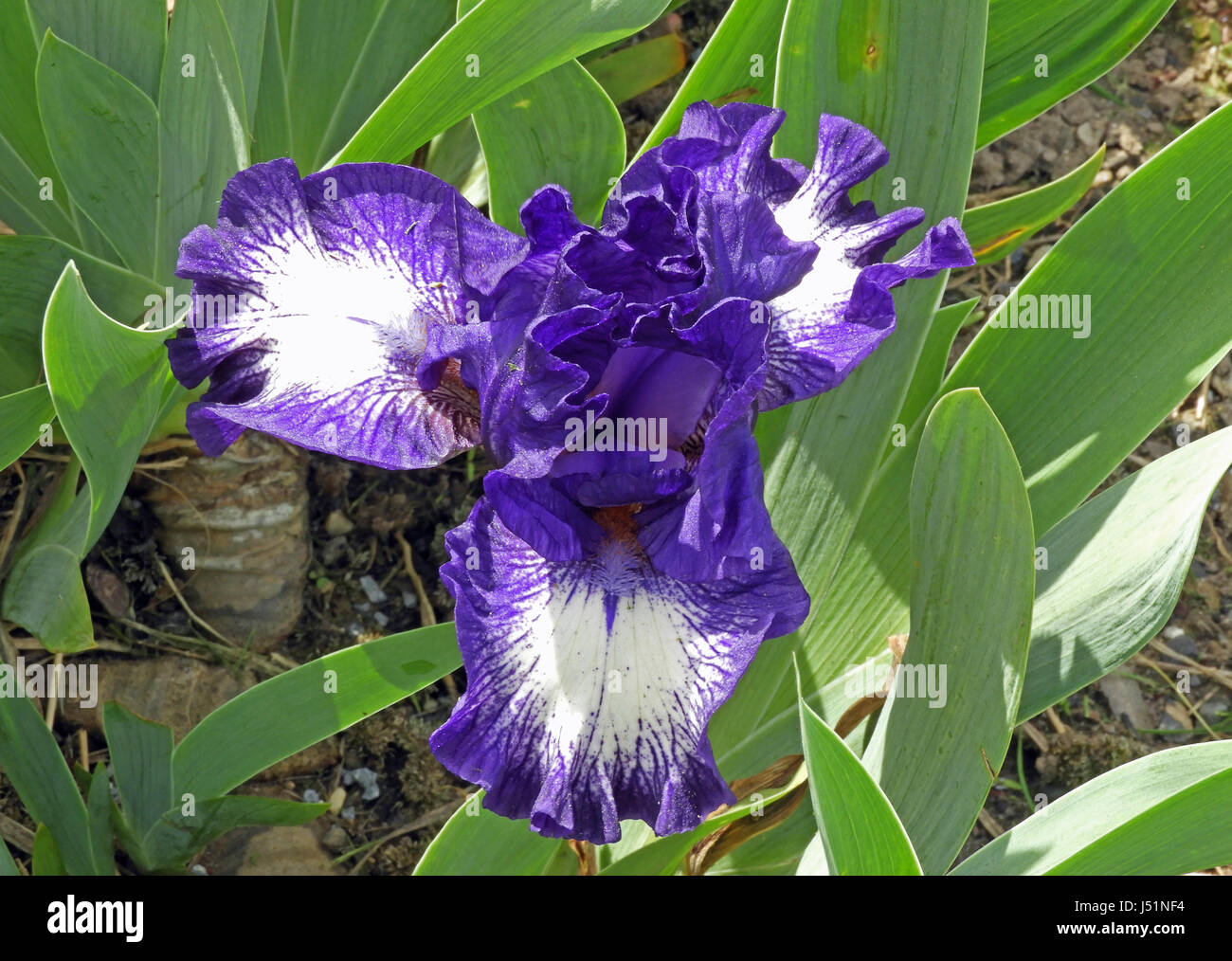 Les iris barbus violet Banque D'Images