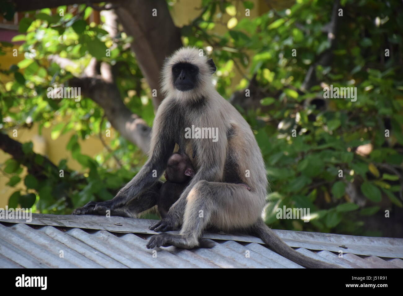 Singe en Inde Banque D'Images