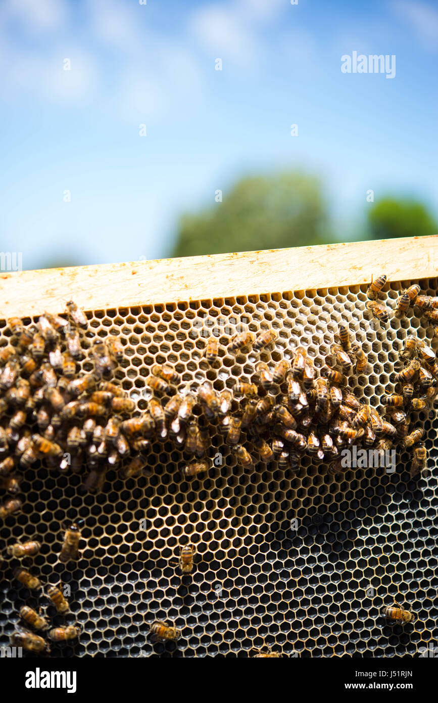 Vue oblique d'un cadre d'abeilles avec du miel d'abeilles avec ciel bleu en arrière-plan. Banque D'Images