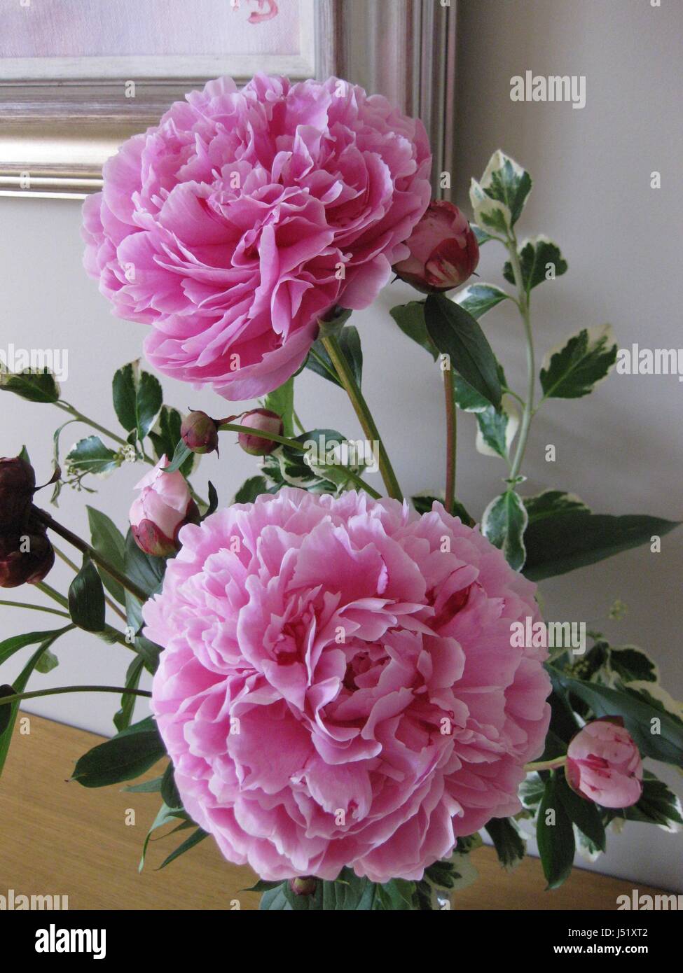 Deux gros plan de fleurs de pivoine rose vif dans un vase sur un buffet avec coin de cadre photo doré montrant Banque D'Images