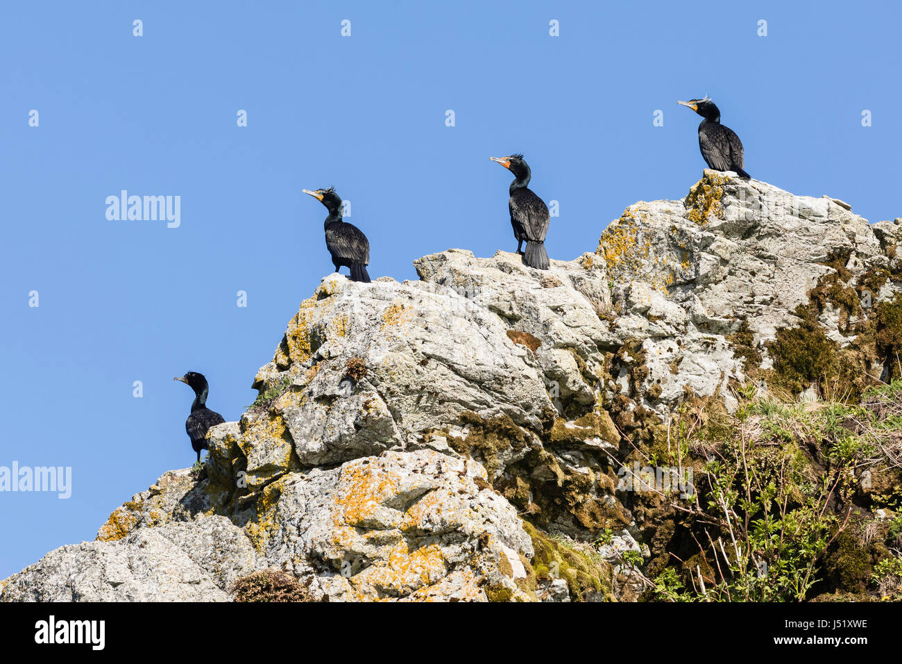 Le cormoran à aigrettes (Phalacrocorax auritus) perché sur une falaise dans le Delta de la rivière Copper dans le sud de l'Alaska. Banque D'Images