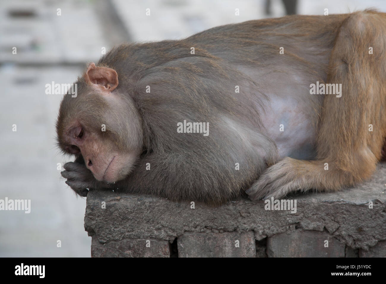 Un coin nuit Kalmochan Mahadev Temple singe macaque à Katmandou au Népal Banque D'Images