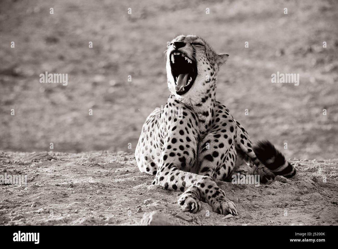 Leopard béant Banque D'Images