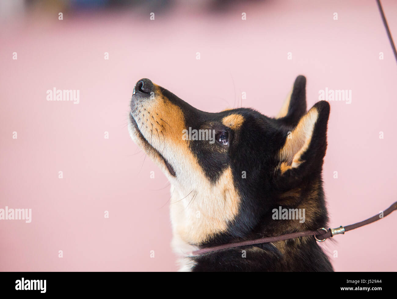 Portrait d'un Modhydropoll Sennenhund sur fond rose Banque D'Images