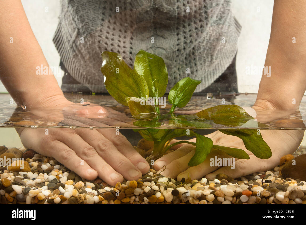 Mains de la plantation du verseau echinodorus dans l'aquarium Banque D'Images
