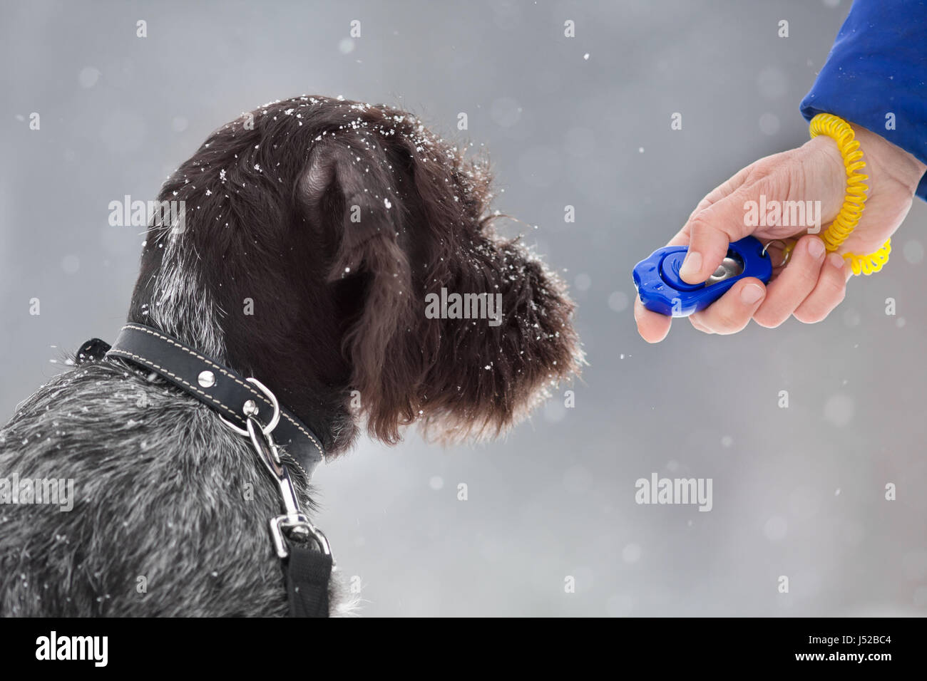Chiot formation de chien de chasse avec clicker Banque D'Images