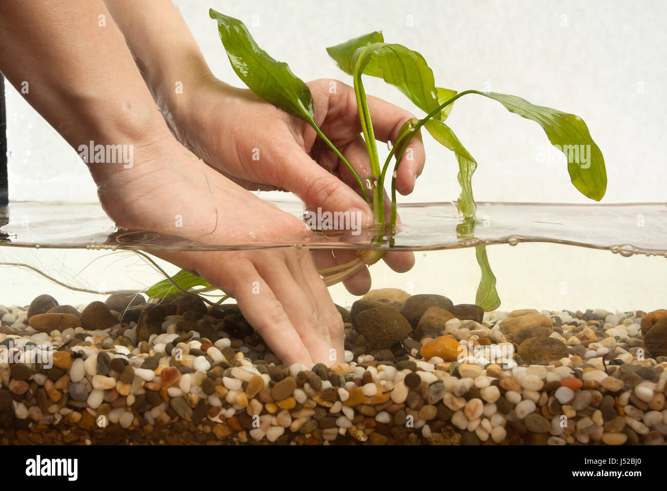 Mains de la plantation de plantes de l'eau aquariophile echinodorus à nouveau l'aquarium d'eau douce Banque D'Images