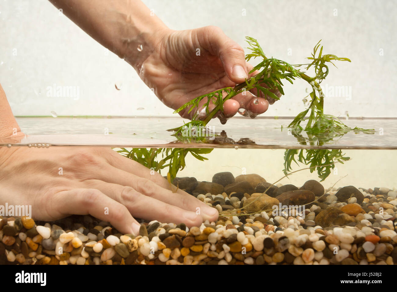 Mains de la plantation de plantes de l'eau aquariophile hygrophila en aquarium d'eau douce nouveau Banque D'Images