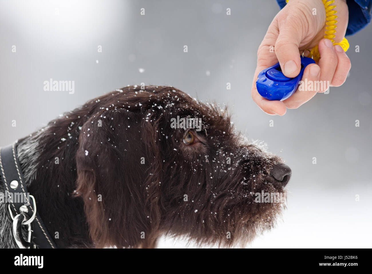Jeune chien de chasse randonnée pédestre en hiver Banque D'Images