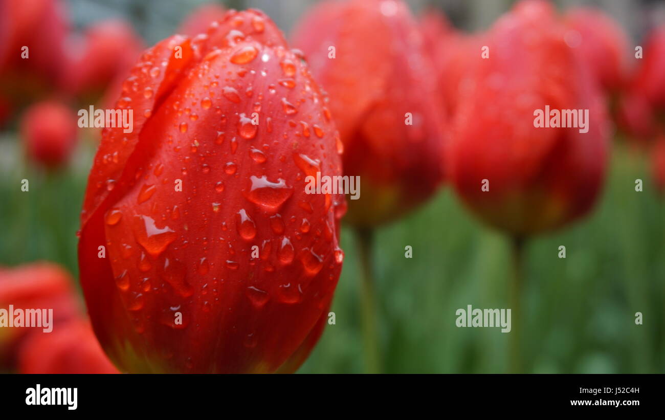 Close-up de tulipes rouges dans la rosée du matin Banque D'Images