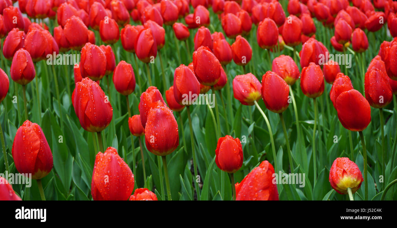 Domaine de tulipes rouges dans la rosée du matin Banque D'Images