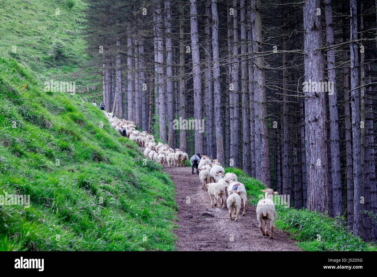 Troupeau de moutons dans les montagnes Txindoki, Gipuzkoa, Pays Basque Banque D'Images
