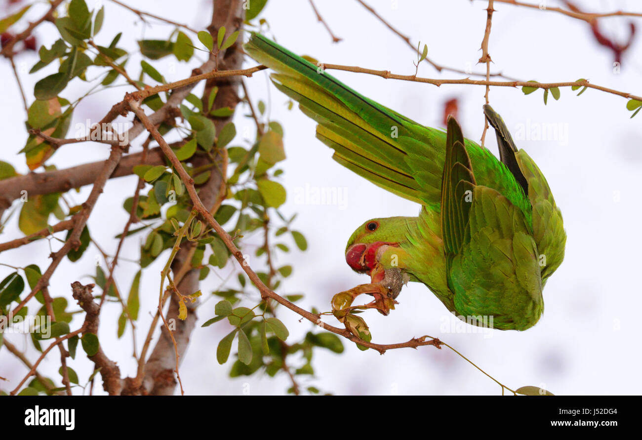 Perruche indienne se nourrissant de fruits Banque D'Images