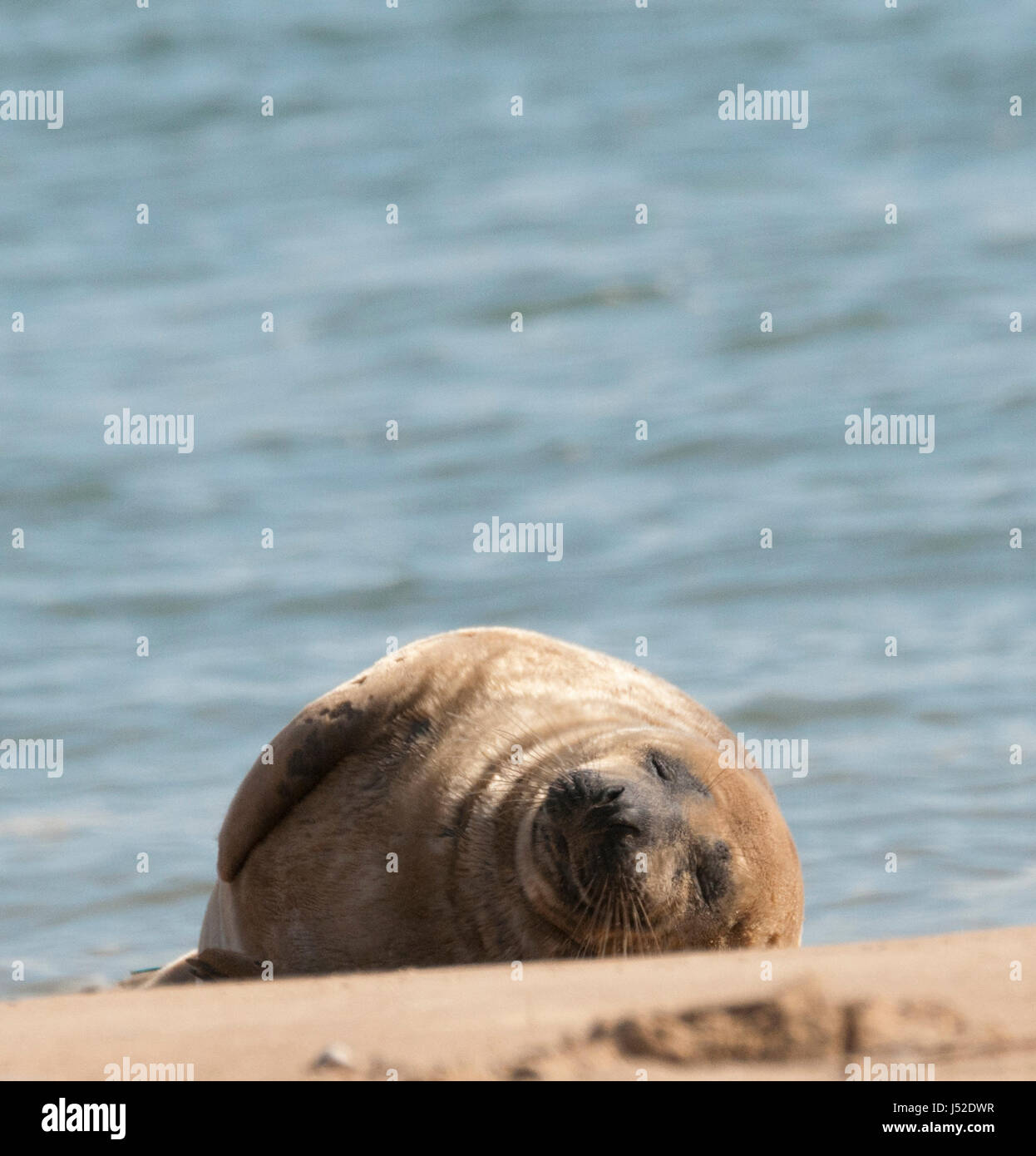 Phoques gris (Halichoerus grypus) sur la plage de Wells-next-the-Sea, Norfolk Banque D'Images