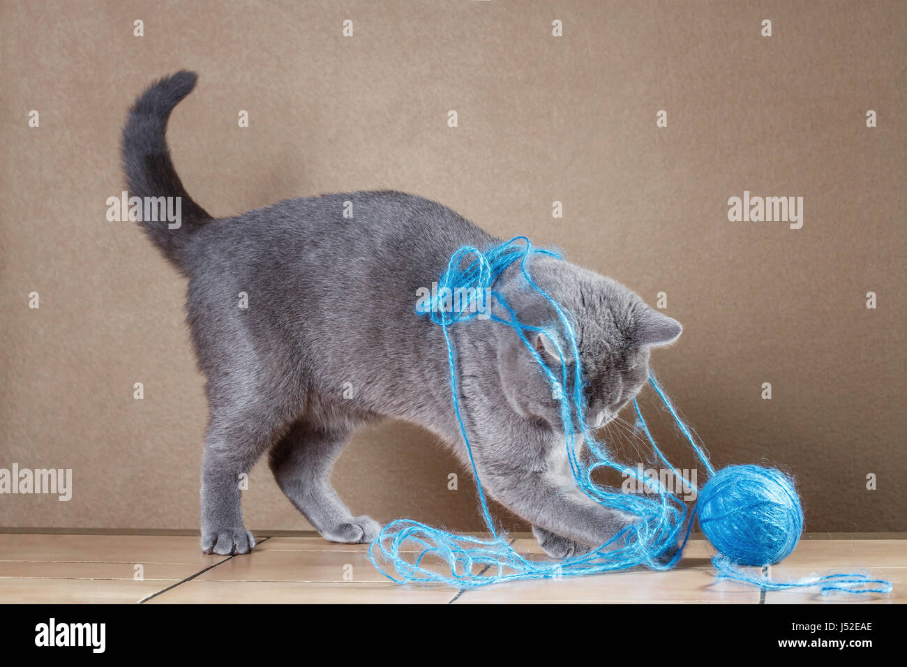 British Blue Chat Jouant Avec Pelote De Laine Photo Stock Alamy