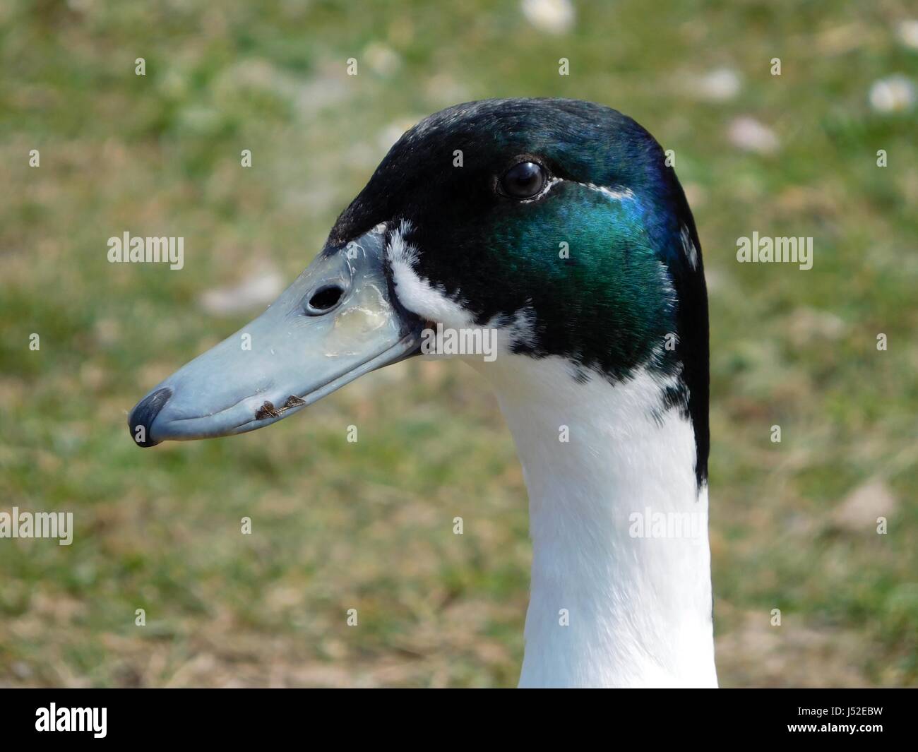 Dans le parc de canard Banque D'Images