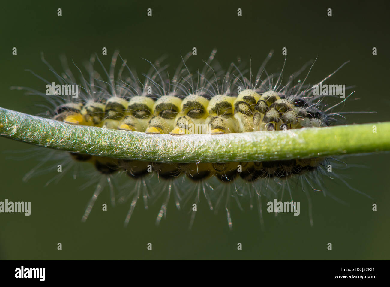 En étroite bordée cinq-spot burnet moth (Zygaena lonicerae) Caterpillar. Une larve de la jaune et noir dans la famille des Zygaenidae, avec des couleurs d'avertissement Banque D'Images