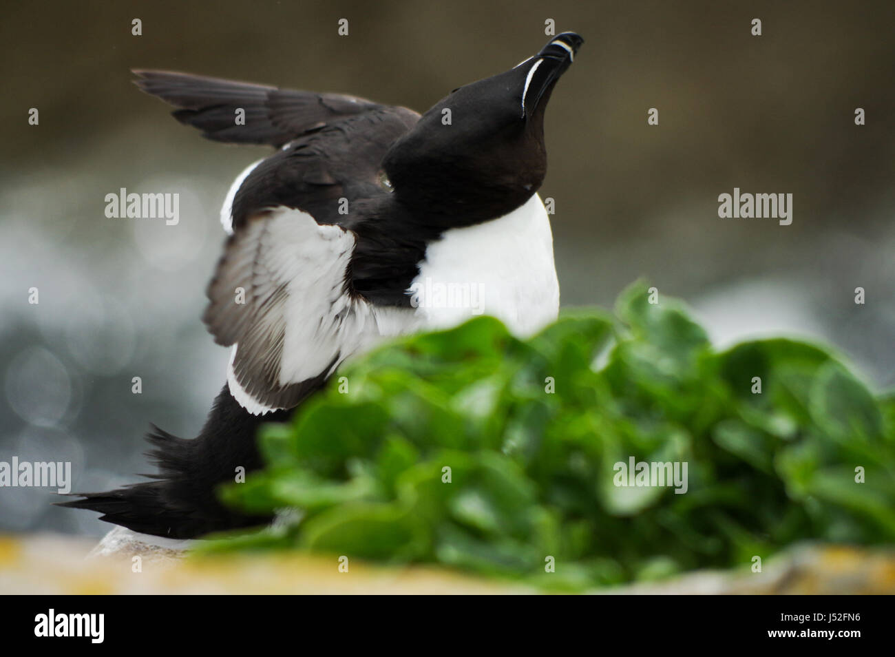 Petit pingouin ébouriffant ses plumes - Îles Saltee, Irlande Banque D'Images