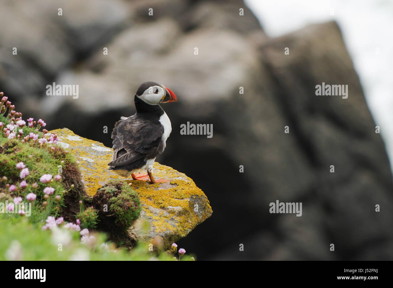 Macareux moine debout sur la falaise, - l'Irlande, l'Île Saltee Banque D'Images