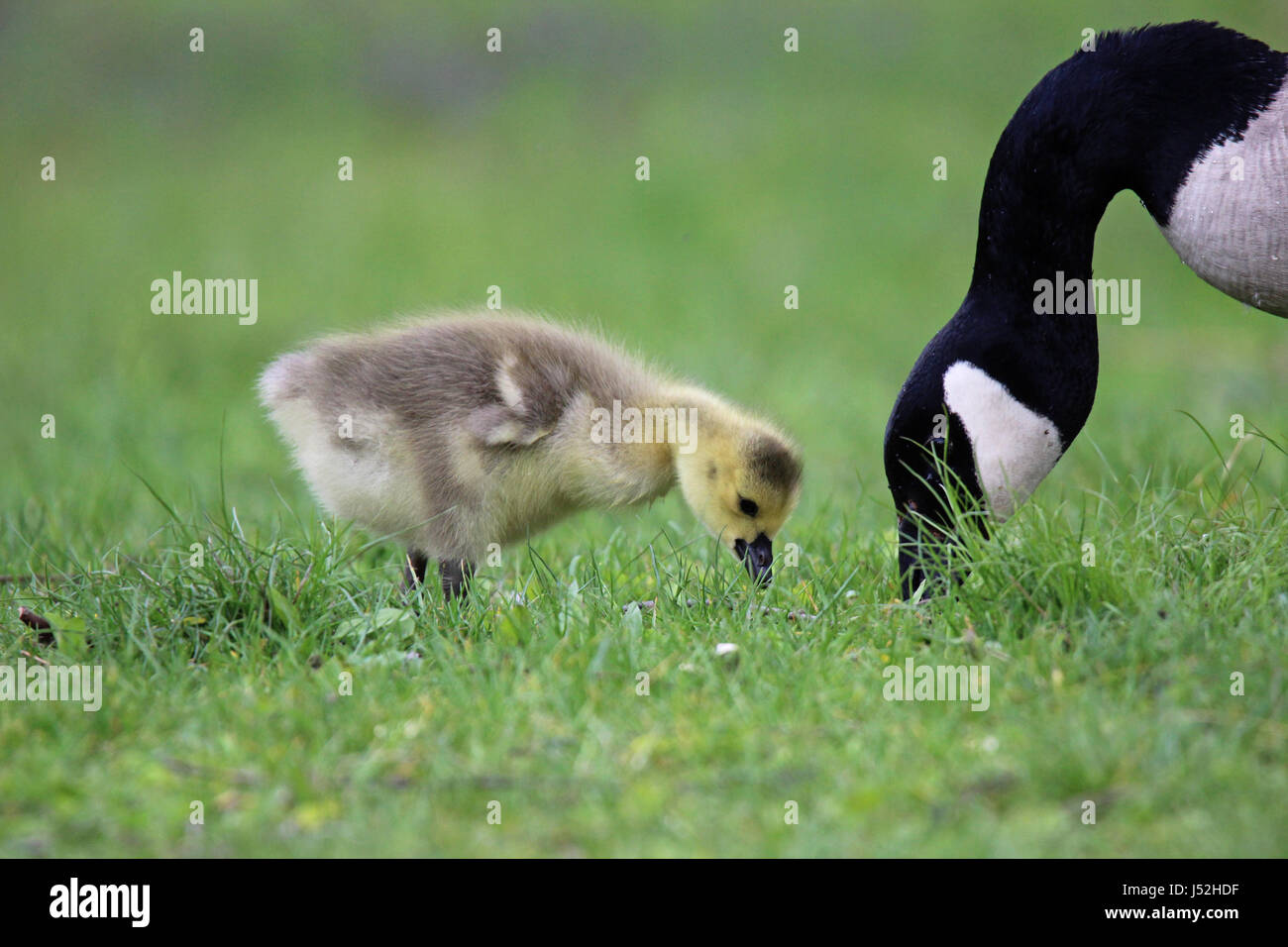 Mere Et Bebe Oies Banque D Image Et Photos Alamy