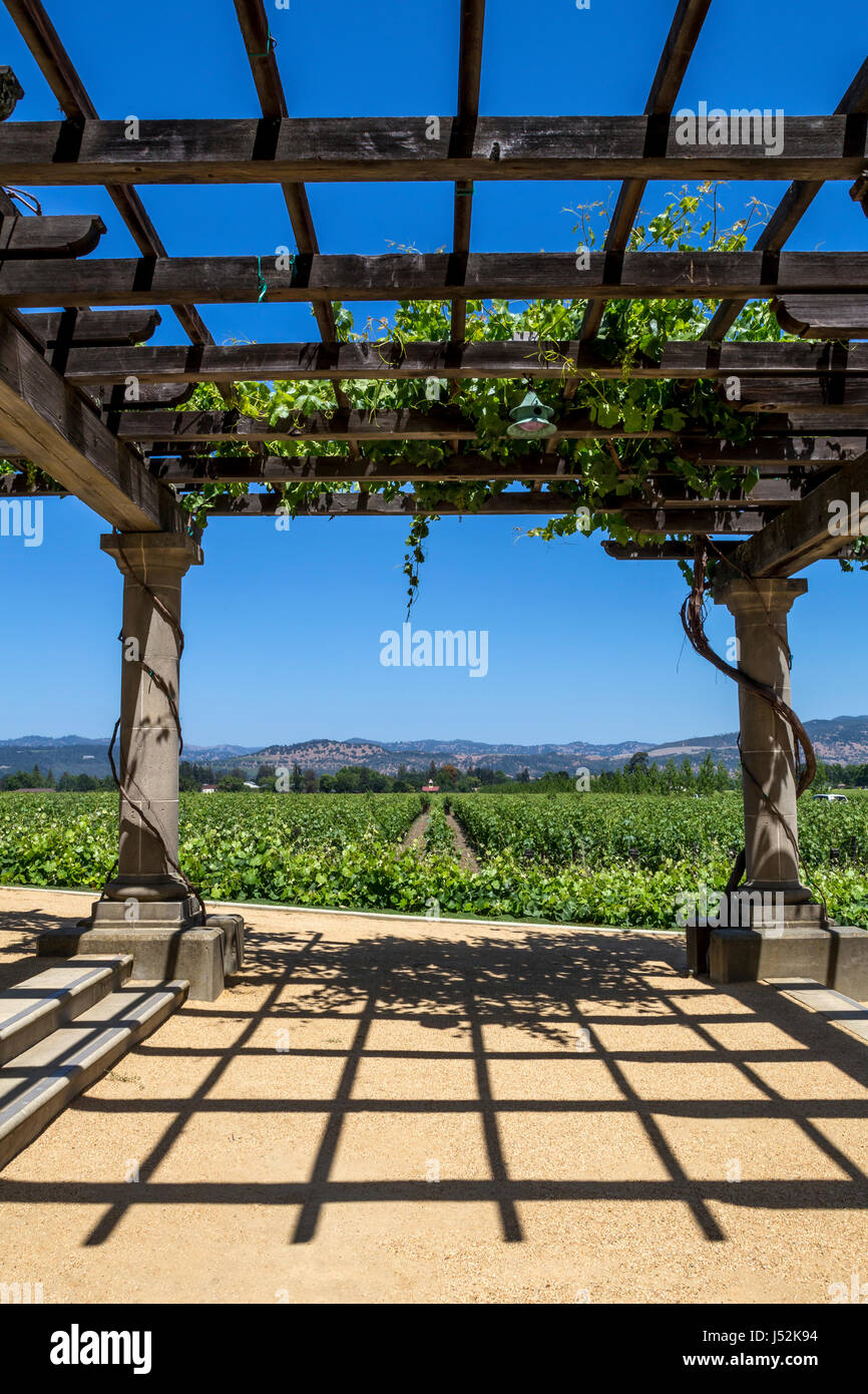 Vignoble de raisin, vigne, Vignoble, Vigneron, grapegrower, grapegrowing, Inglenook, Rutherford, Napa Valley, Californie Banque D'Images