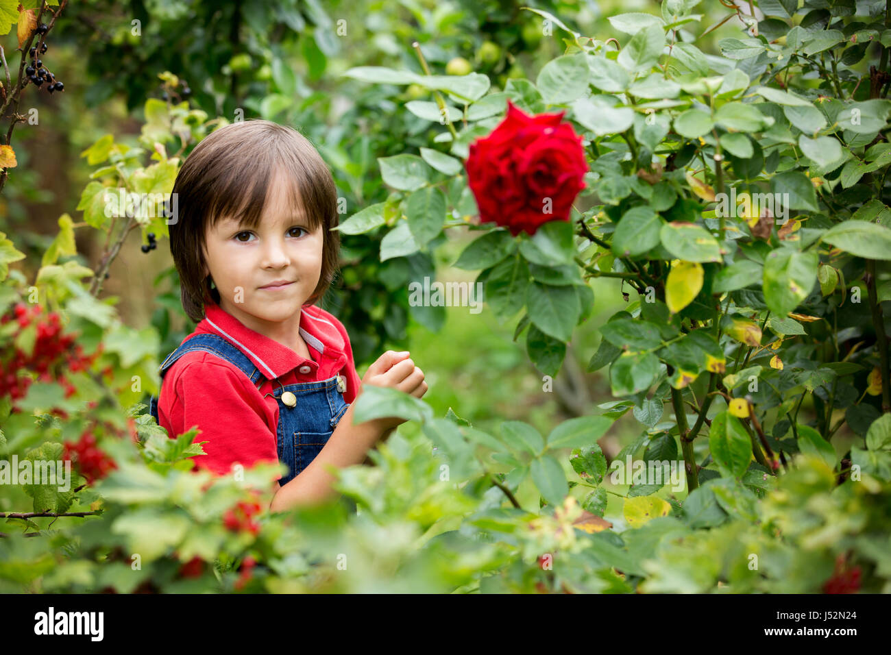 Adorable petit garçon, holding de groseille rouge dans un jardin, fraîchement recueillies Banque D'Images