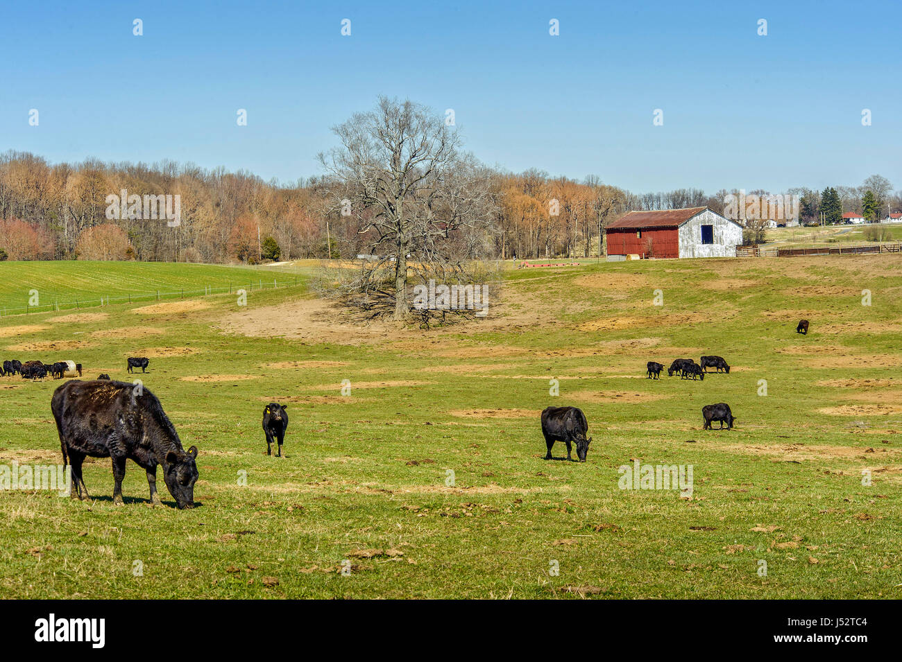 Ferme rurale dans la campagne du Maryland avec des vaches qui paissent dans le domaine et red barn Banque D'Images