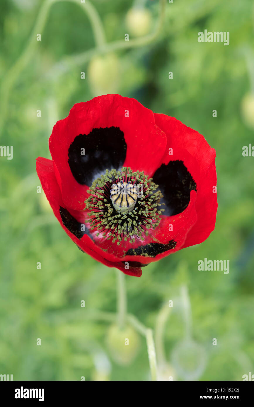 Papaver commutatum. Ladybird coquelicots dans une fleur d'affichage à la frontière. UK Banque D'Images